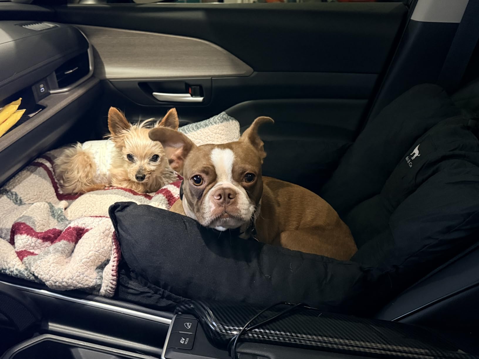 Deux chiens installés confortablement dans leur siège-couchage