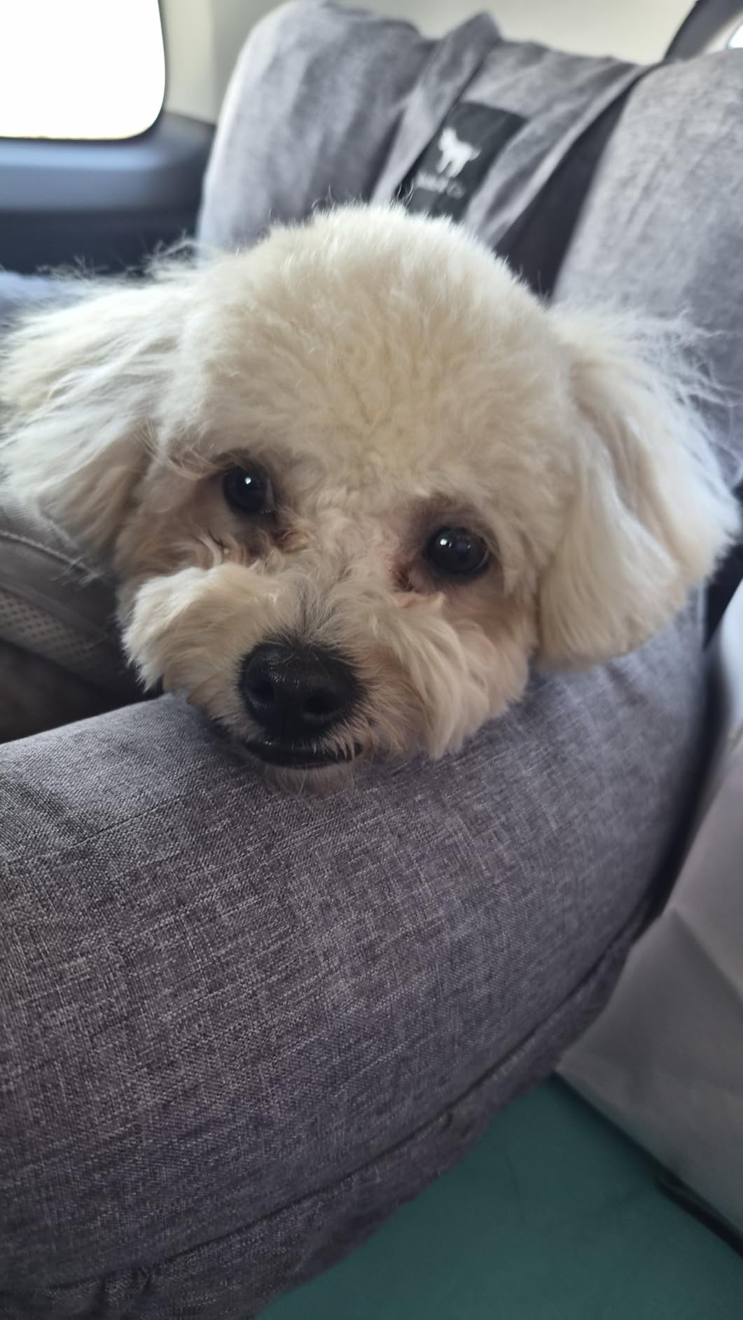 Chienne détendue pendant un long trajet en voiture